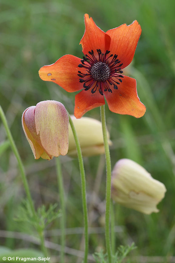 Anemone bucharica A beautiful perennial. The young flower is red, then it turns orange, then it bends down. Anemone bucharica,Geotagged,Spring,Tajikistan
