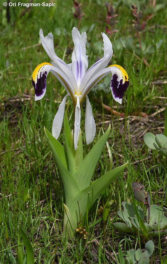 Iris nicolai A striking iris, blooming in grassy places after snow melts. Iris nicolai
