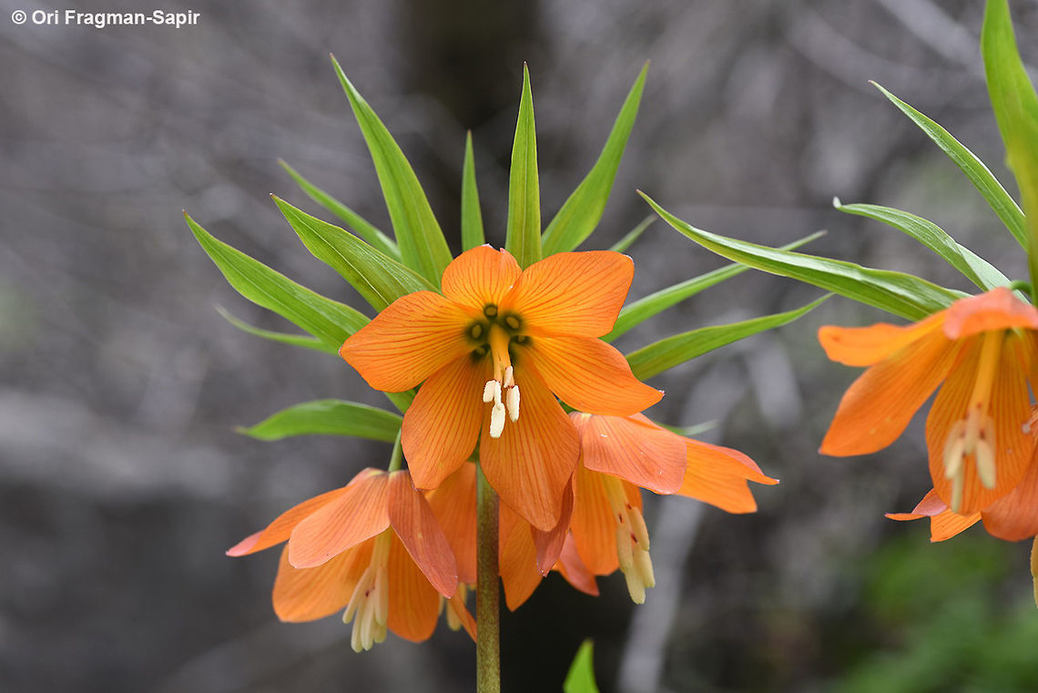 Fritillaria eduardii A tall impressive bulbous plant. Fritillaria eduardii