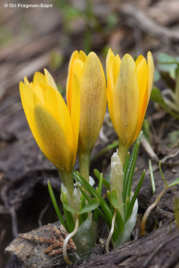 Crocus korolkowii A yellow spring blooming crocus, It blooms just after snow melts. Outer perianth &quot;dirty&quot;. Crocus korolkowii,Geotagged,Spring,Tajikistan