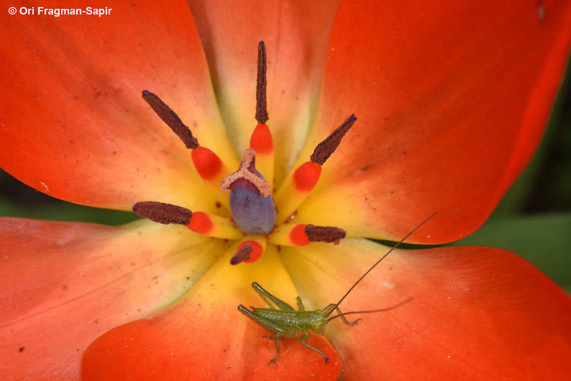 Tulipa praestans a small insect surprise in the heart on the tulip. Geotagged,Spring,Tajikistan,Tulipa praestans
