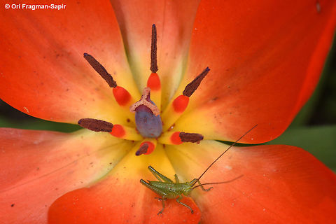 Tulipa praestans a small insect surprise in the heart on the tulip. Geotagged,Spring,Tajikistan,Tulipa praestans