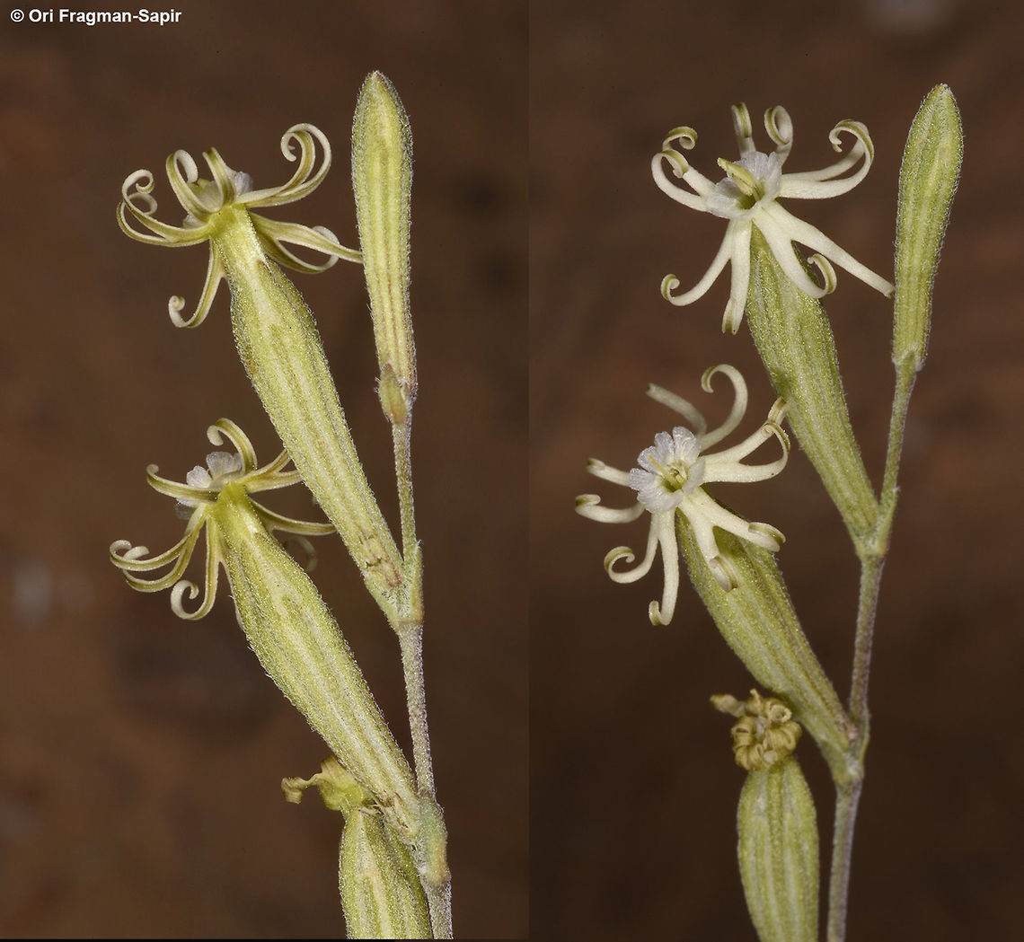 Silene vivianii A small inconspicuous, night flowering desert campion. Corolla lobes and leaves slender. Geotagged,Israel,Silene vivianii,Spring