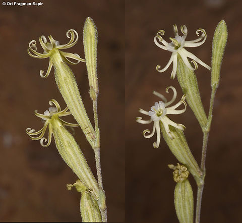 Silene vivianii A small inconspicuous, night flowering desert campion. Corolla lobes and leaves slender. Geotagged,Israel,Silene vivianii,Spring