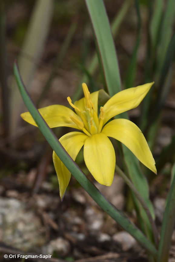 Tulipa hissarica A small tulip that blooms after snow melts. Geotagged,Spring,Tajikistan,Tulipa hissarica