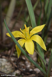 Tulipa hissarica A small tulip that blooms after snow melts. Geotagged,Spring,Tajikistan,Tulipa hissarica