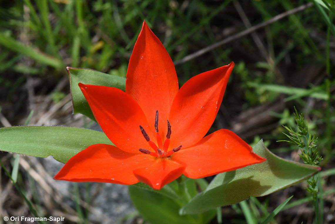 Tulipa praestans A striking mountainous tulip from central Asia. Geotagged,Spring,Tajikistan,Tulipa praestans