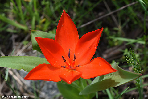 Tulipa praestans A striking mountainous tulip from central Asia. Geotagged,Spring,Tajikistan,Tulipa praestans