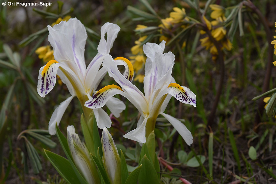 Iris nicolai Each plant is different is dot pattern. Geotagged,Iris nicolai,Spring,Tajikistan