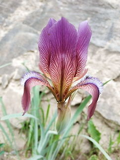 Iris lineata A rhizomatous iris. Geotagged,Iris lineata,Spring,Tajikistan