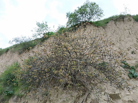 Pistacia vera Wild progenitor of the edible pistachio. Geotagged,Pistachio,Pistacia vera,Spring,Tajikistan