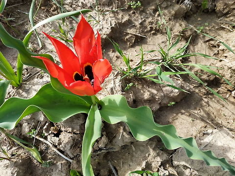 Tulipa undulatifolia A beautiful tulip form central Asia. Leaves undulate,hence its name. Geotagged,Spring,Tajikistan,Tulipa undulatifolia