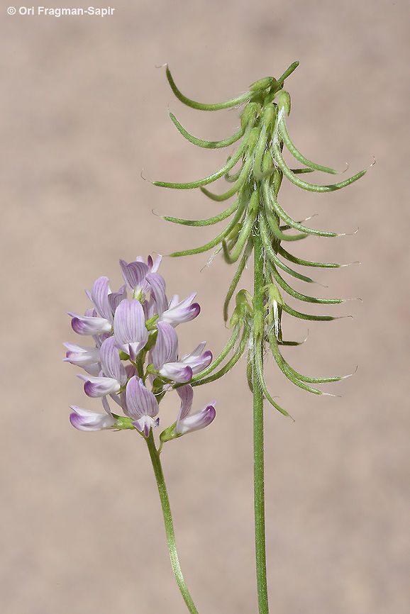 Trigonella lilacina An east Mediterranean annual with violet flowers. Trigonella lilacina