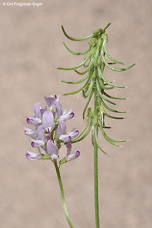 Trigonella lilacina An east Mediterranean annual with violet flowers. Trigonella lilacina