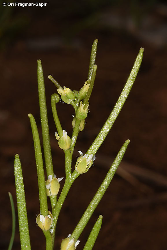 Drabopsis verna A tiny annual with a leaf rosette and timy yellow flowers. Drabopsis verna,Geotagged,Spring