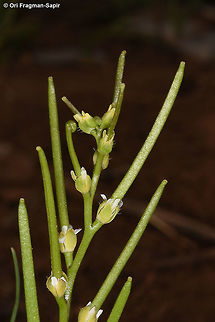 Drabopsis verna A tiny annual with a leaf rosette and timy yellow flowers. Drabopsis verna,Geotagged,Spring