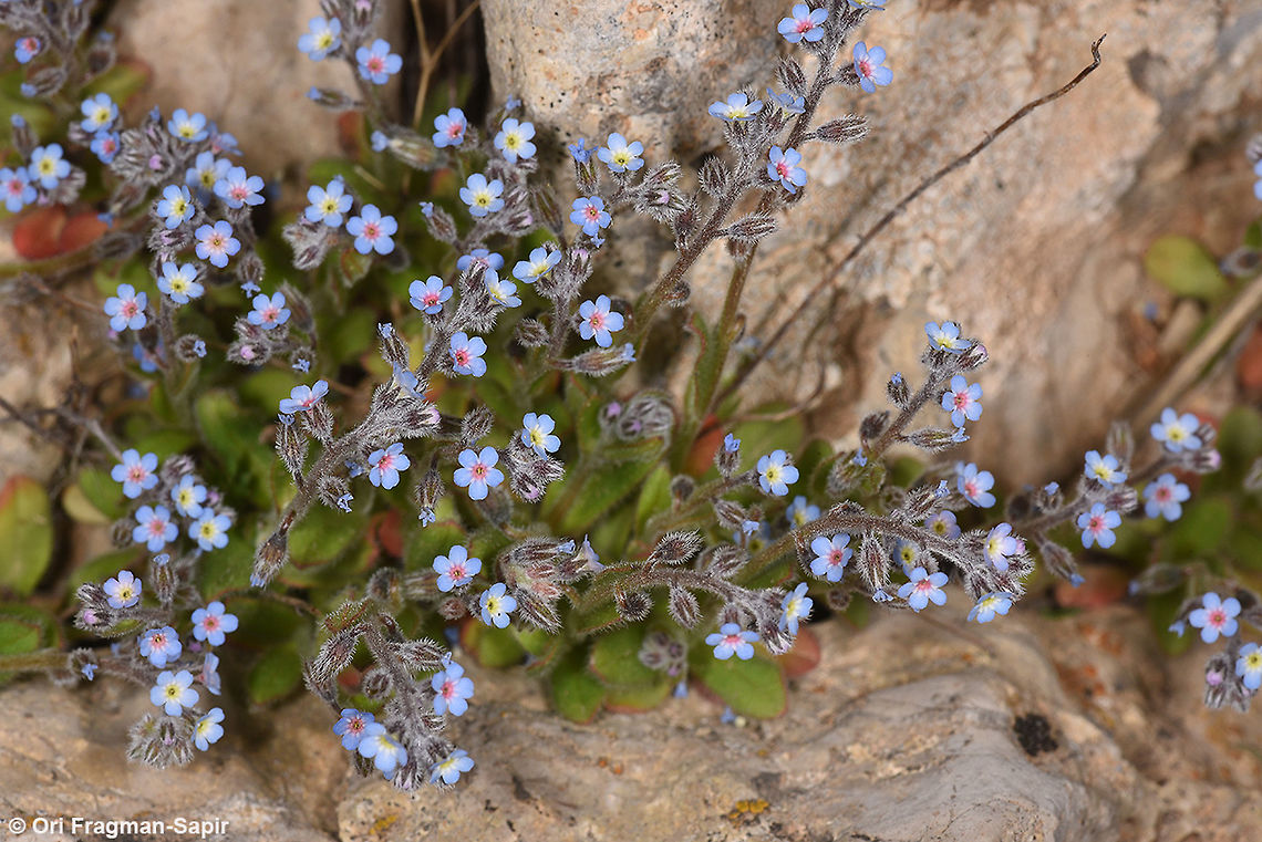 Myosotis refracta A tiny mountainous annual. Geotagged,Myosotis refracta,Spring