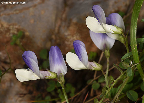 Vicia cypria A small annual with bi-coloured flowers. Geotagged,Spring,Vicia cypria