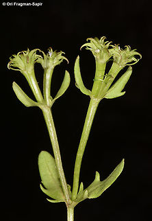 Valerianella echinata An erect annual, each fruit has typical three hooked spines. Geotagged,Spring,Valerianella echinata