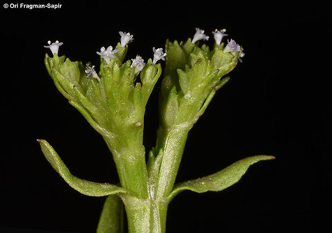 Valerianella orientalis A stout annual, fruits have three short humps. Geotagged,Spring,Valerianella orientalis