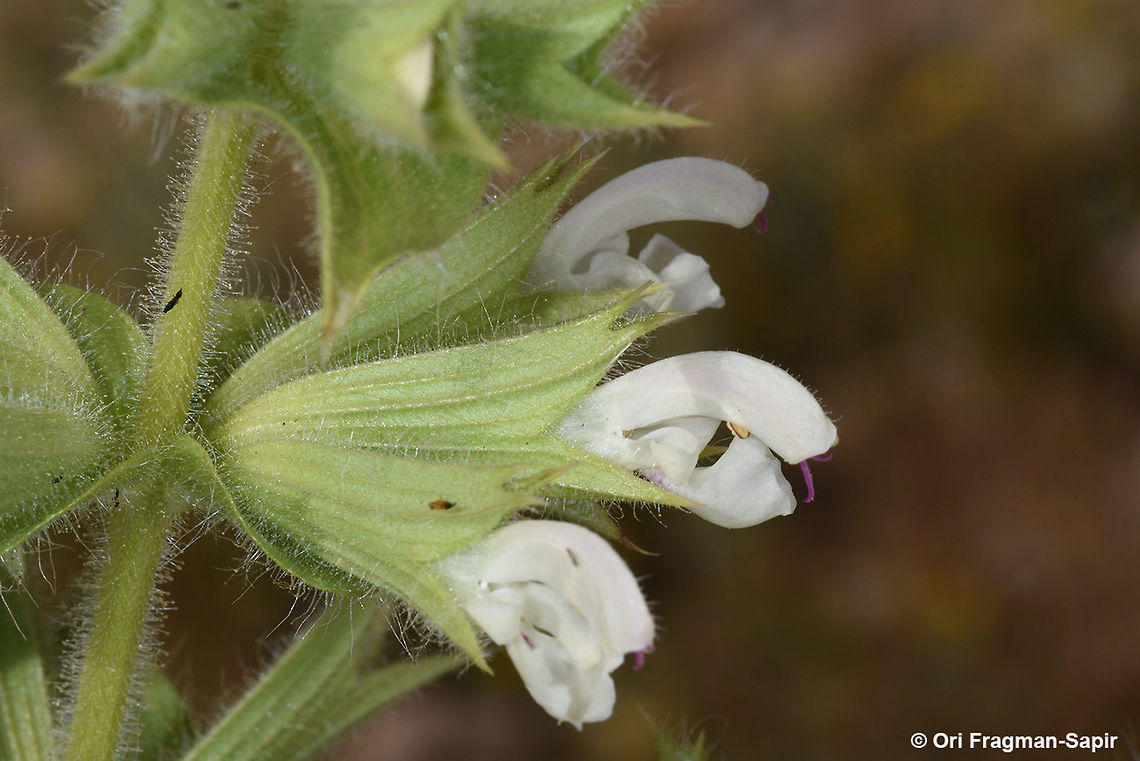 Salvia spinosa An arid perennial herb. Calyx teeth somewhat spiny. Geotagged,Jordan,Salvia spinosa,Spring