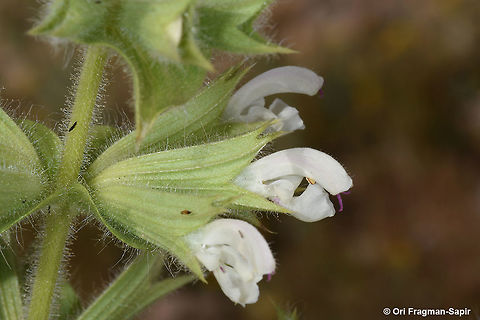 Salvia spinosa An arid perennial herb. Calyx teeth somewhat spiny. Geotagged,Jordan,Salvia spinosa,Spring