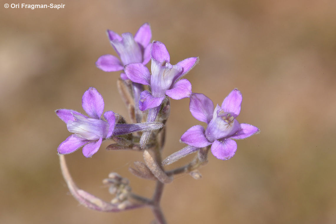 Consolida pusilla A small delightful mountainous annual, blooming is early summer. Consolida pusilla,Geotagged,Jordan,Spring