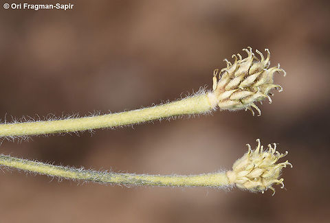 Ranunculus macrorhynchus A mountainous perennial herb. Lower leaves much dissected. Carpels have a rather long beak as you can see in this picture. Geotagged,Jordan,Ranunculus macrorhynchus,Spring