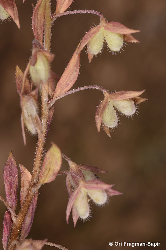Veronica campylopoda A small arid annual. Fruits bend down. Geotagged,Jordan,Spring,Veronica campylopoda