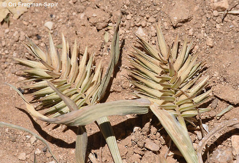 Eremopyrum bonaepartis A small annual grass of steppes and semideserts. Eremopyrum bonaepartis