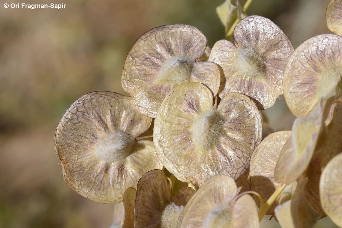Isatis armena a waxy annual with coin-like fruit.. Geotagged,Isatis armena,Jordan,Spring