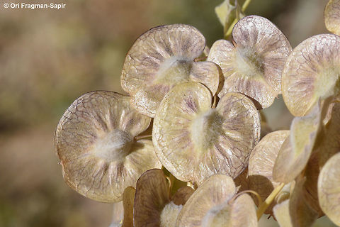 Isatis armena a waxy annual with coin-like fruit.. Geotagged,Isatis armena,Jordan,Spring
