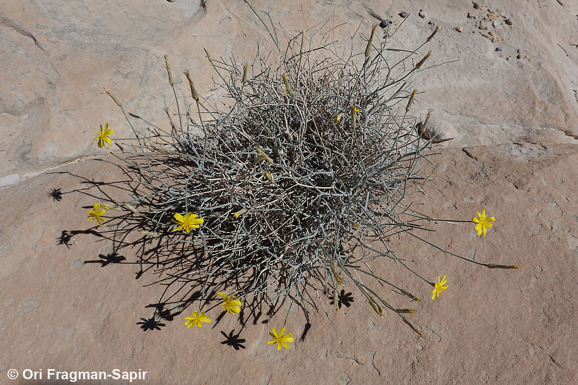 Scorzonera tortuosissima <a href="http://flora.org.il/en/plants/scotor/" rel="nofollow">http://flora.org.il/en/plants/scotor/</a><br />
 Geotagged,Jordan,Scorzonera tortuosissima,Spring