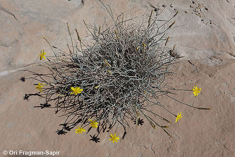 Scorzonera tortuosissima