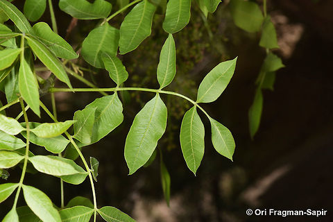 Pistacia khinjuk An winter deciduous tree with pointed leaflets. Geotagged,Jordan,Pistacia khinjuk,Spring
