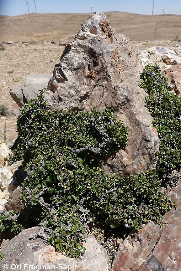 Prunus prostrata A creeping sub-alpine cherry. Geotagged,Jordan,Prunus prostrata,Spring