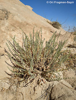 Astragalus aarohnsonianus