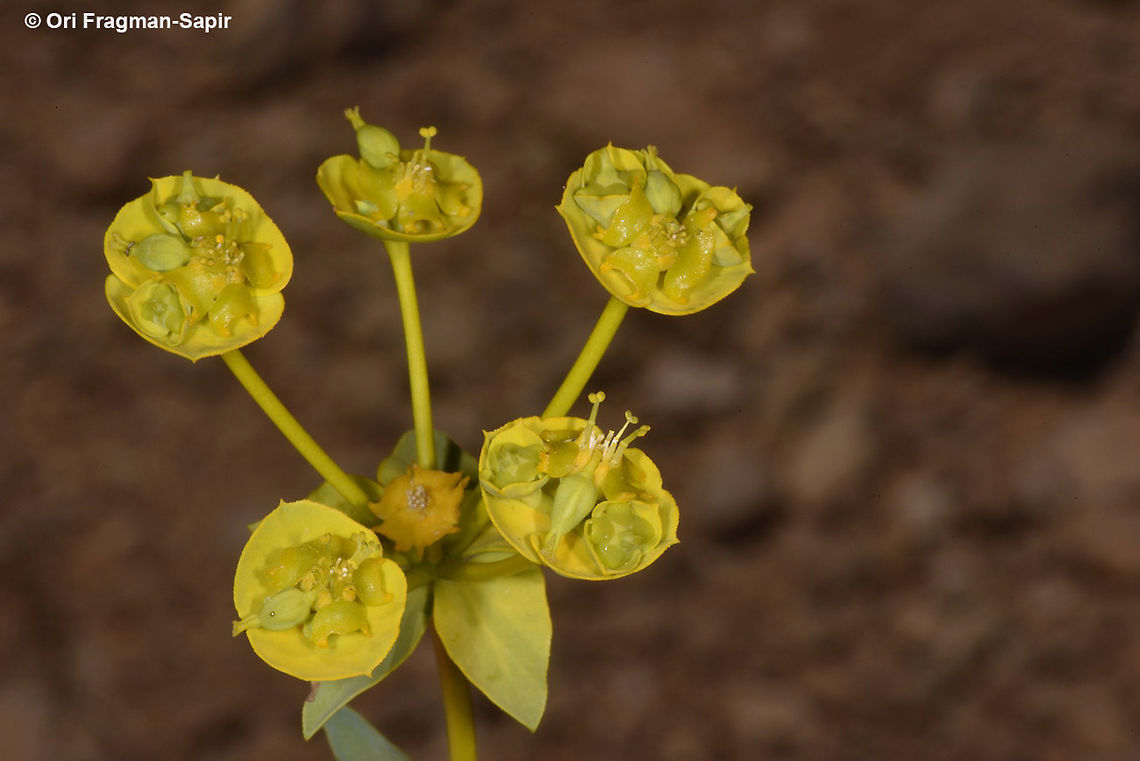 Euphorbia cheiradenia A poisonous perennial. Flower cluster bracts rounded, toothed. Horns split. Euphorbia cheiradenia,Geotagged,Jordan,Spring
