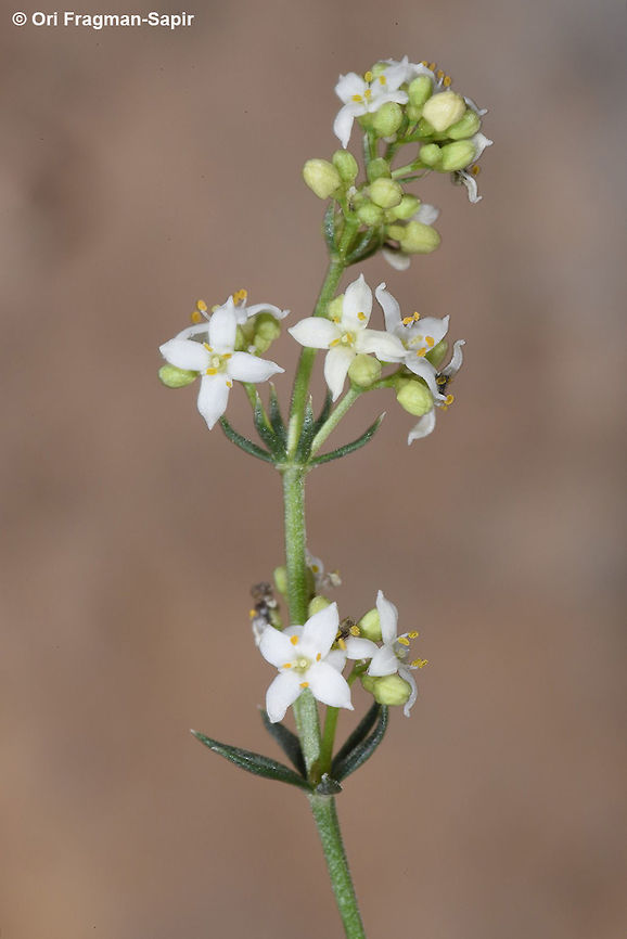 Galium incanum A perennial of steppes and arid mountains. Galium incanum,Geotagged,Jordan,Spring