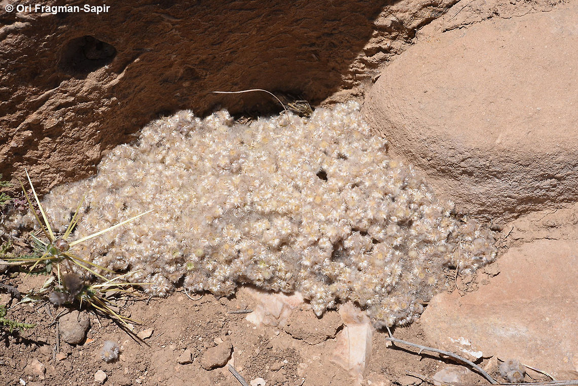 Lasiopogon muscoides A small desert annual. The whole plant is wholly. Geotagged,Jordan,Lasiopogon muscoides,Spring