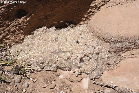 Lasiopogon muscoides