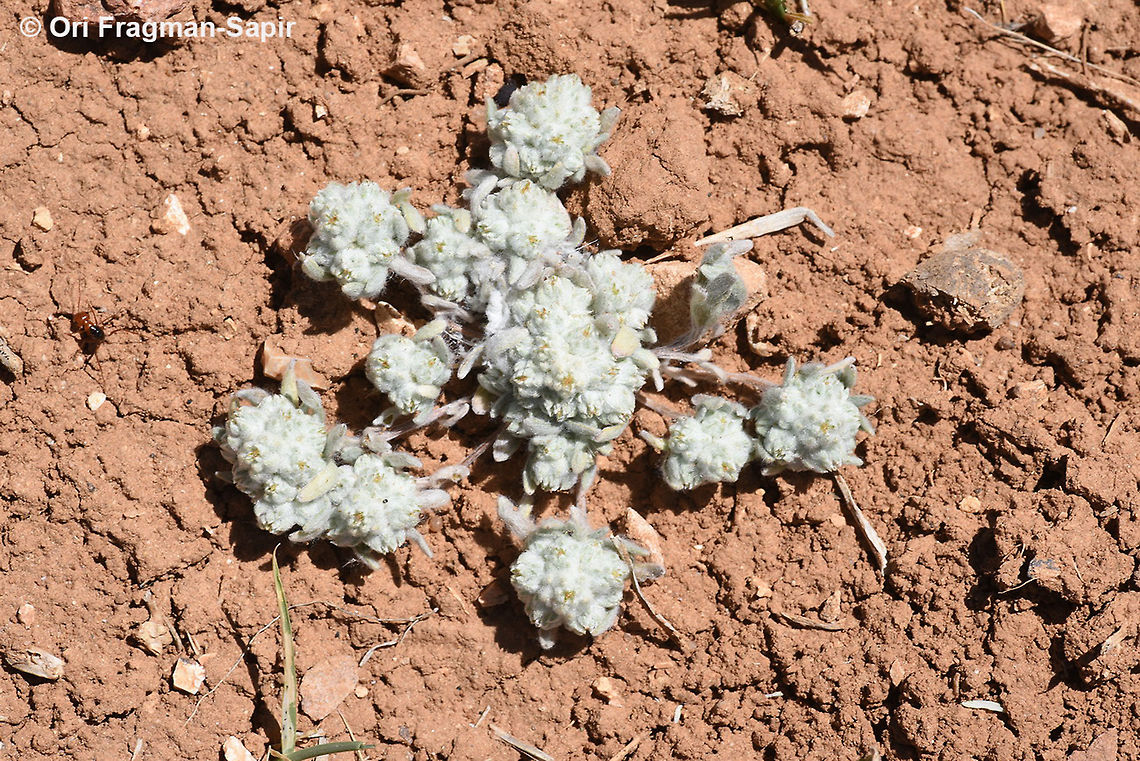 Cymbolaena griffithii A small silvery annual of steppes and semidesert. Cymbolaena,Cymbolaena griffithii,Geotagged,Jordan,Spring