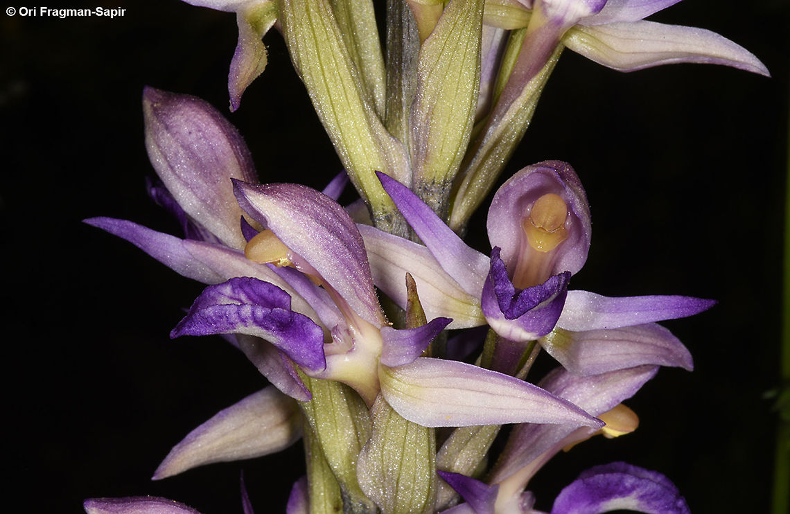 Limodorum abortivum A leafless orchid. N Golan, Mas&#039;ade Forest Geotagged,Limodorum abortivum,Spring,Violet Limodore