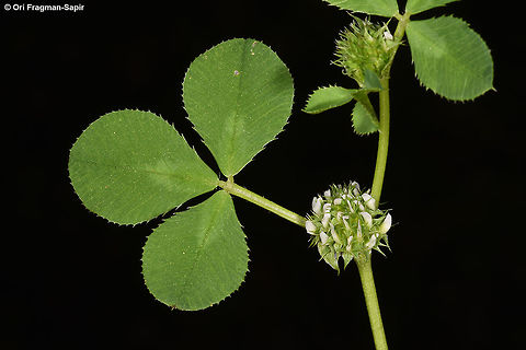 Trifolium glomeratum A Mediterranean annual. Flowering heads are stalkless. N Golan, Mas'ade Forest Geotagged,Spring,Trifolium glomeratum