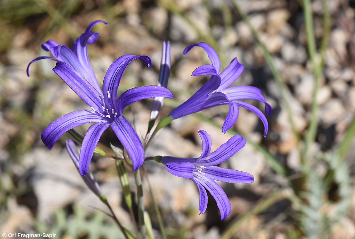 Ixiolirion tataricum Mt Hermon 1450 m Geotagged,Ixiolirion tataricum,Siberian lily,Spring