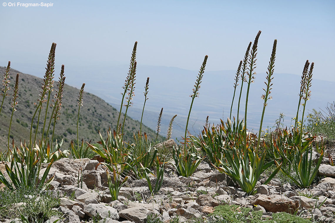 Eremurus libanoticus Mt Hermon 1750mn Eremurus libanoticus,Geotagged,Israel,Spring