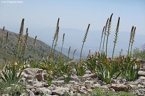 Eremurus libanoticus Mt Hermon 1750mn Eremurus libanoticus,Geotagged,Israel,Spring