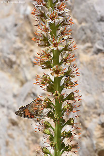 Eremurus libanoticus Mt Hermon 1700m. Note that the butterfly enjoys the lower flowers that look wilted. Surprisingly the upper open flowers in this species are not receptive, their anthers are stigma closed and they do not produce any nectar, they form an advertisement to attract insects that learn quickly to visit only the lower receptive flowers that look wilted. Eremurus libanoticus,Geotagged,Spring