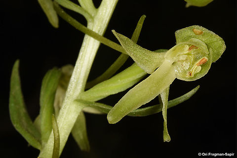 Platanthera holmboei N Golan, Mas'ade Forest Geotagged,Platanthera holmboei,Spring