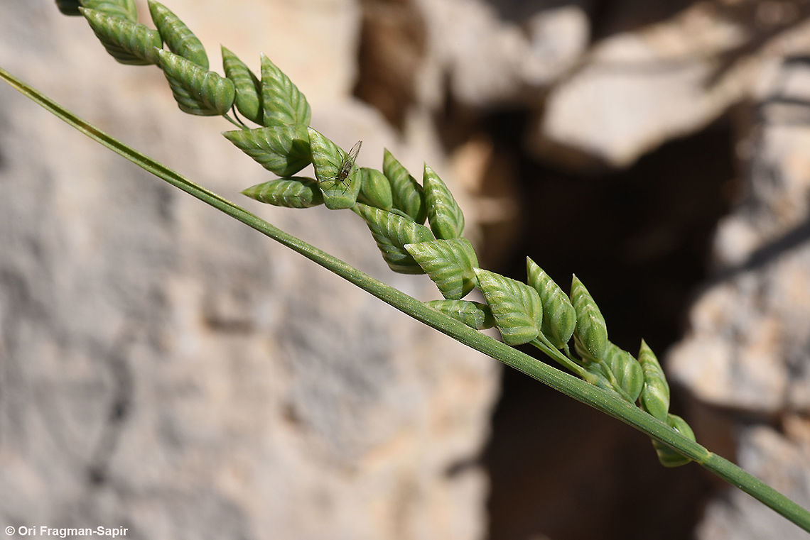Briza humilis A slender annual grass. Mt Hermon 1450 m Briza humilis,Geotagged,Spring